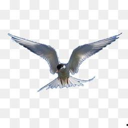 飞鸟图片大全